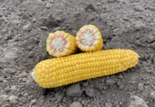 Choosing corn hybrids with the right FAO for a specific field: tips from VNIS agronomist