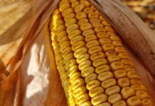 Corn prices continue to rise