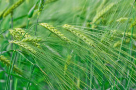 Spring barley